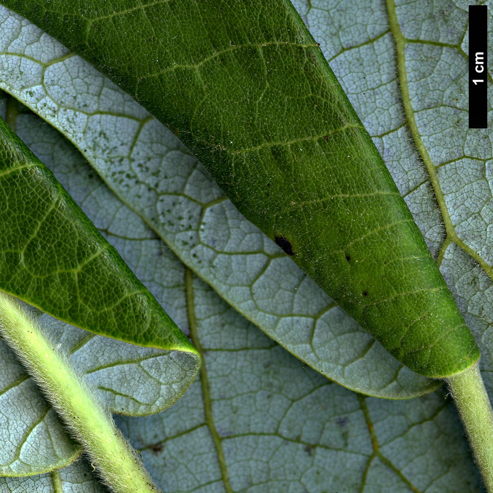 High resolution image: Family: Magnoliaceae - Genus: Magnolia - Taxon: macrophylla - SpeciesSub: var. dealbata